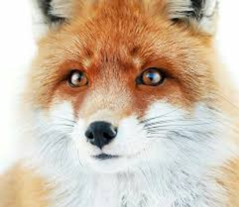 agata_fox OnlyFans - Free Access to 32 Videos & 49 Photos Onlyfans Free Access