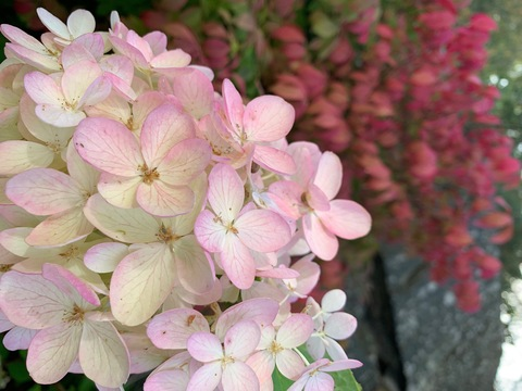 amandadevilles OnlyFans - Free Access to 32 Videos & 49 Photos Onlyfans Free Access