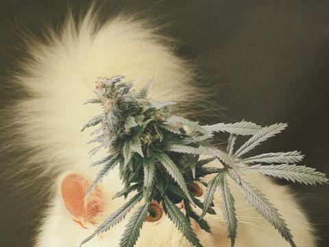 artschooldropout OnlyFans - Free Access to 32 Videos & 49 Photos Onlyfans Free Access