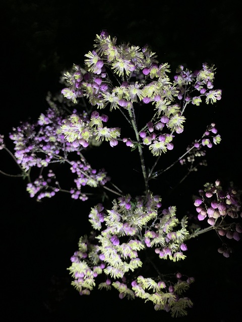 asapzoe OnlyFans - Free Access to 32 Videos & 49 Photos Onlyfans Free Access