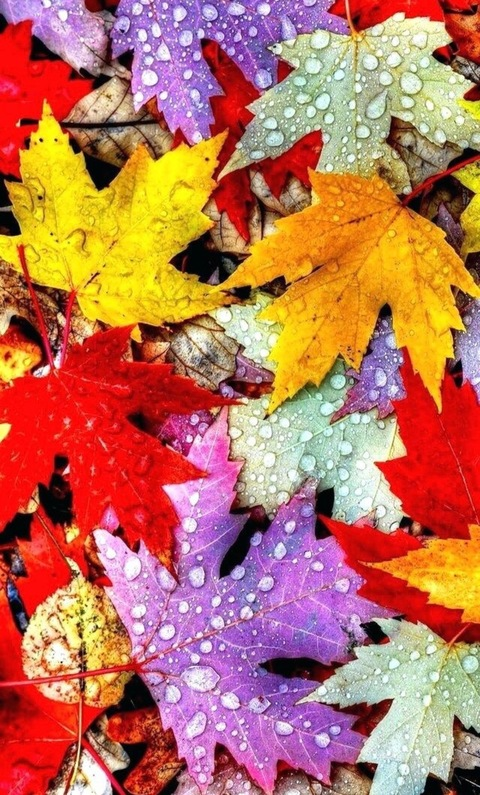 autumnelizabeth OnlyFans - Free Access to 32 Videos & 176 Photos Onlyfans Free Access