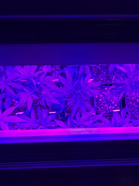 babybrittney420 OnlyFans - Free Access to 32 Videos & 49 Photos Onlyfans Free Access