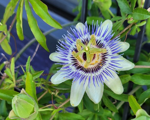 baphomets_babe OnlyFans - Free Access to 32 Videos & 49 Photos Onlyfans Free Access