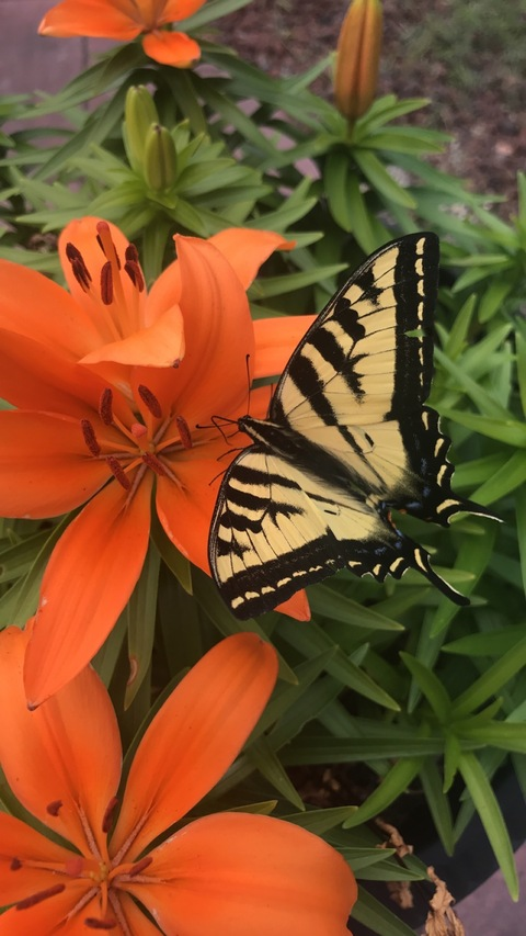 bbylilithxoxo OnlyFans - Free Access to 32 Videos & 49 Photos Onlyfans Free Access