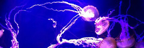 blondebossladyy OnlyFans - Free Access to 32 Videos & 49 Photos Onlyfans Free Access