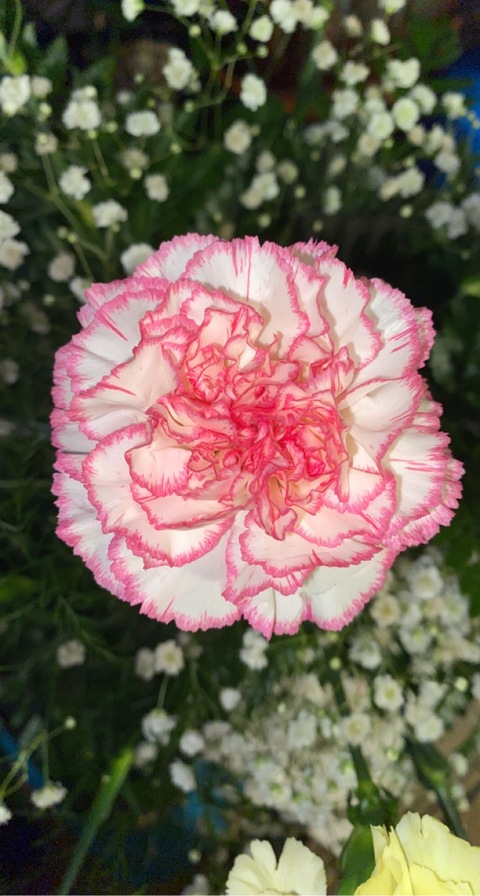 blondie0315 OnlyFans - Free Access to 32 Videos & 49 Photos Onlyfans Free Access