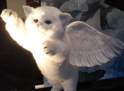 bunniebby OnlyFans - Free Access to 32 Videos & 49 Photos Onlyfans Free Access