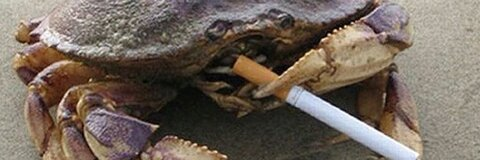 caprincesssun OnlyFans - Free Access to 32 Videos & 49 Photos Onlyfans Free Access