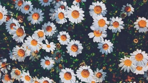 cat_bean OnlyFans - Free Access to 32 Videos & 49 Photos Onlyfans Free Access