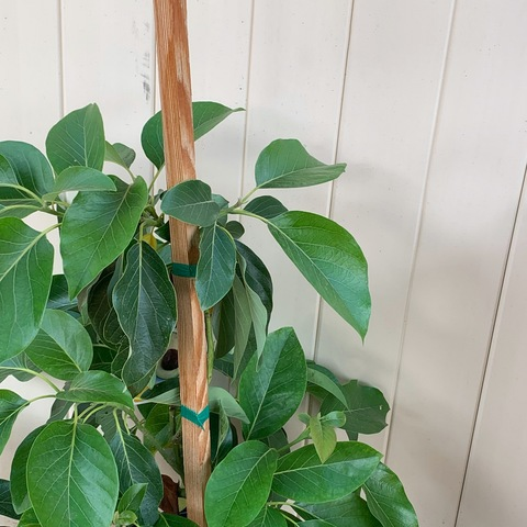 celestialangela OnlyFans - Free Access to 32 Videos & 72 Photos Onlyfans Free Access