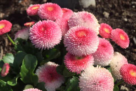 cheemo OnlyFans - Free Access to 32 Videos & 200 Photos Onlyfans Free Access