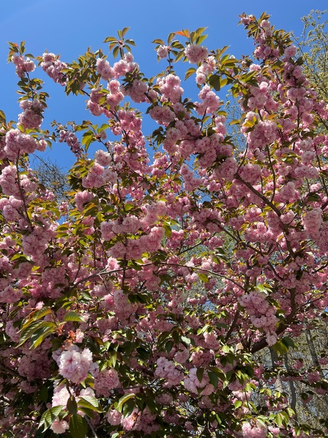 chocchipnipss OnlyFans - Free Access to 33 Videos & 202 Photos Onlyfans Free Access