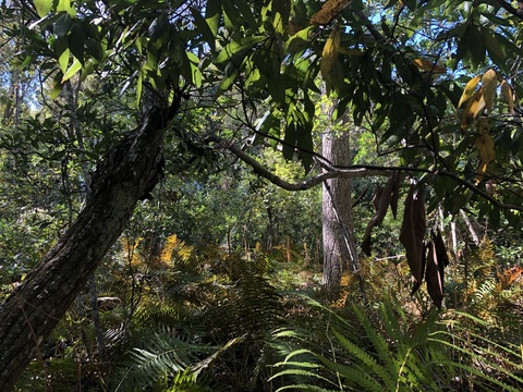 cobaltblu OnlyFans - Free Access to 32 Videos & 106 Photos Onlyfans Free Access