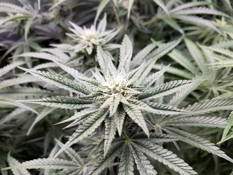 cookiegirlgrows OnlyFans - Free Access to 32 Videos & 121 Photos Onlyfans Free Access