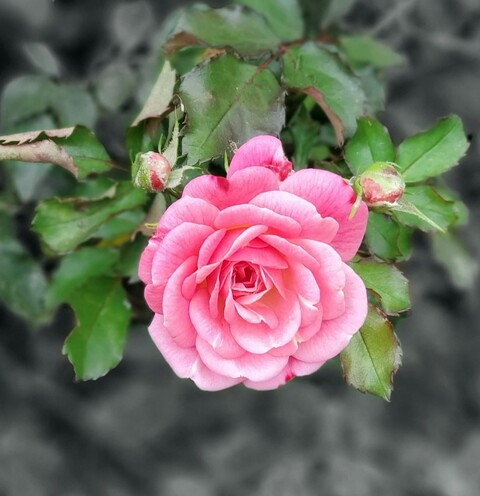 curvylifter OnlyFans - Free Access to 32 Videos & 49 Photos Onlyfans Free Access