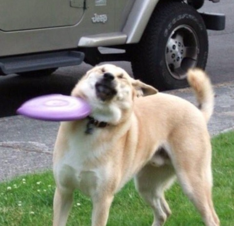 daddy-snorlax OnlyFans - Free Access to 32 Videos & 49 Photos Onlyfans Free Access