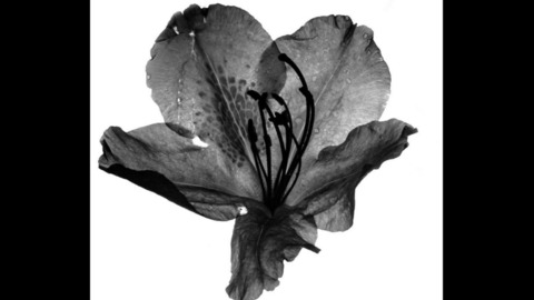 darkpersephone OnlyFans - Free Access to 32 Videos & 49 Photos Onlyfans Free Access