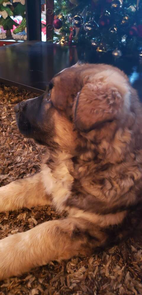 demonicangel OnlyFans - Free Access to 32 Videos & 49 Photos Onlyfans Free Access