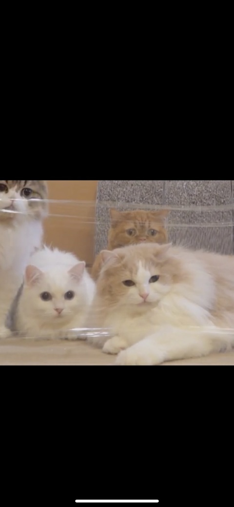 derpcrew OnlyFans - Free Access to 32 Videos & 49 Photos Onlyfans Free Access