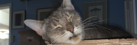 dr3am_d0m OnlyFans - Free Access to 32 Videos & 49 Photos Onlyfans Free Access