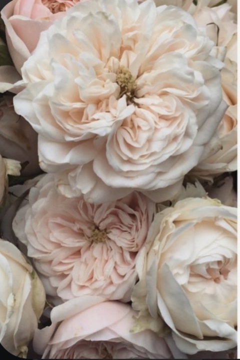 dragonfruit19 OnlyFans - Free Access to 32 Videos & 49 Photos Onlyfans Free Access