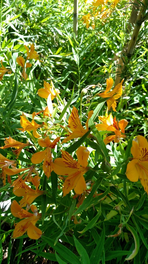 dulcexulita OnlyFans - Free Access to 69 Videos & 49 Photos Onlyfans Free Access