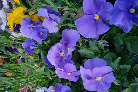 elena-rosee OnlyFans - Free Access to 32 Videos & 49 Photos Onlyfans Free Access