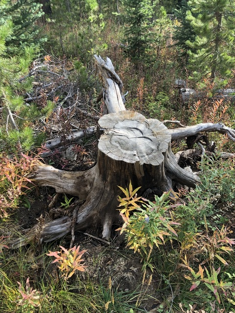 ellabell12 OnlyFans - Free Access to 32 Videos & 49 Photos Onlyfans Free Access