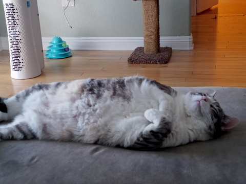 elsacat OnlyFans - Free Access to 32 Videos & 115 Photos Onlyfans Free Access