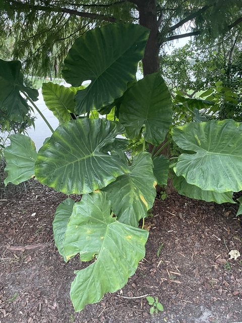 fairygodmuvaaa OnlyFans - Free Access to 32 Videos & 49 Photos Onlyfans Free Access