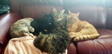 fantasyofmelody OnlyFans - Free Access to 118 Videos & 441 Photos Onlyfans Free Access