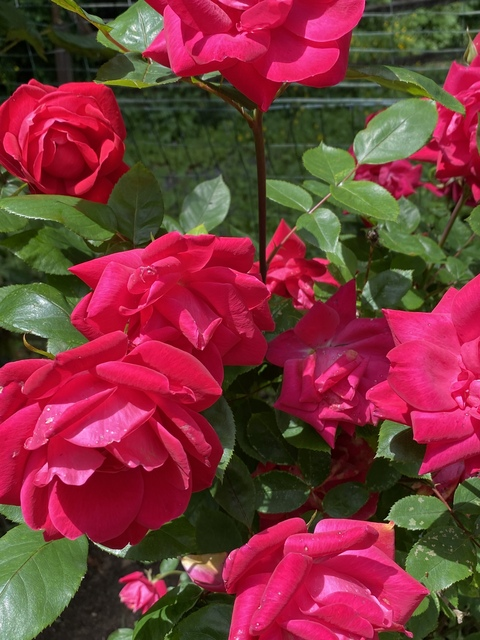 freyaliraz OnlyFans - Free Access to 32 Videos & 63 Photos Onlyfans Free Access