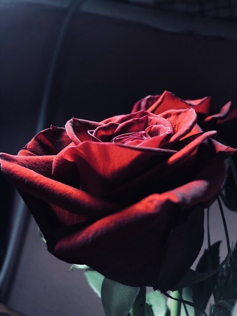 freyja_next_door OnlyFans - Free Access to 128 Videos & 1708 Photos Onlyfans Free Access