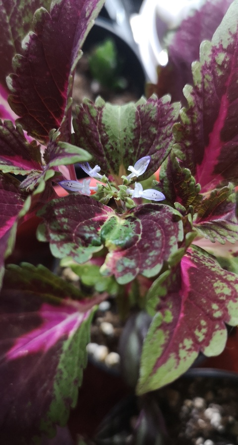 garlicherb OnlyFans - Free Access to 32 Videos & 136 Photos Onlyfans Free Access