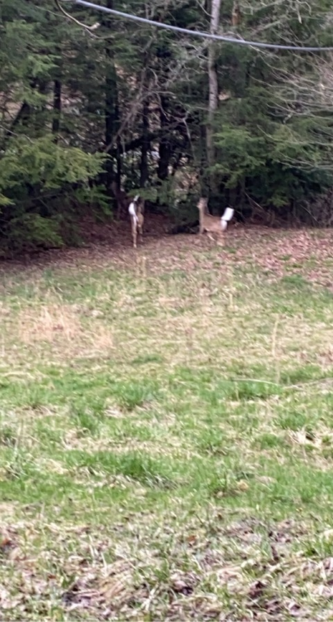 hornywvdaddy OnlyFans - Free Access to 32 Videos & 49 Photos Onlyfans Free Access