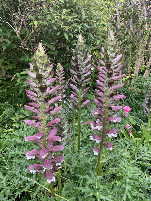 ipa_zzia OnlyFans - Free Access to 32 Videos & 60 Photos Onlyfans Free Access