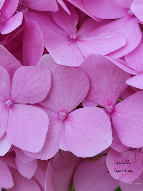 isabellelescadres OnlyFans - Free Access to 32 Videos & 49 Photos Onlyfans Free Access