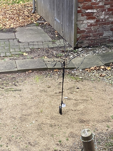 isabellemillerwilbemywif OnlyFans - Free Access to 32 Videos & 49 Photos Onlyfans Free Access