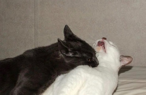 jitsbitch OnlyFans - Free Access to 32 Videos & 49 Photos Onlyfans Free Access