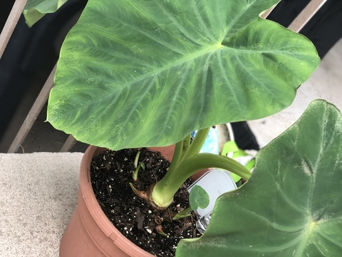 jj427code OnlyFans - Free Access to 63 Videos & 170 Photos Onlyfans Free Access