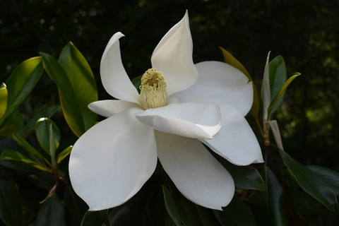 juliettelinx OnlyFans - Free Access to 36 Videos & 553 Photos Onlyfans Free Access