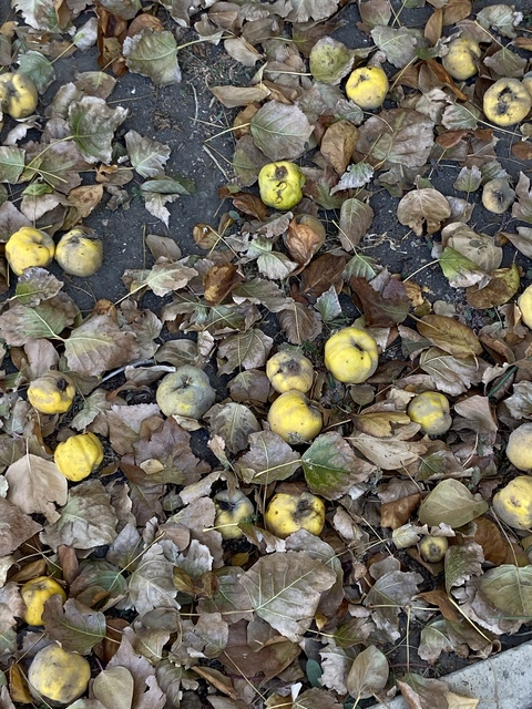 kijocath OnlyFans - Free Access to 32 Videos & 49 Photos Onlyfans Free Access