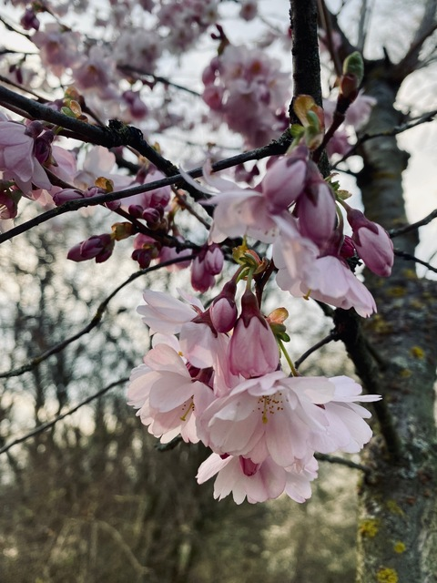 kizuna101 OnlyFans - Free Access to 32 Videos & 49 Photos Onlyfans Free Access