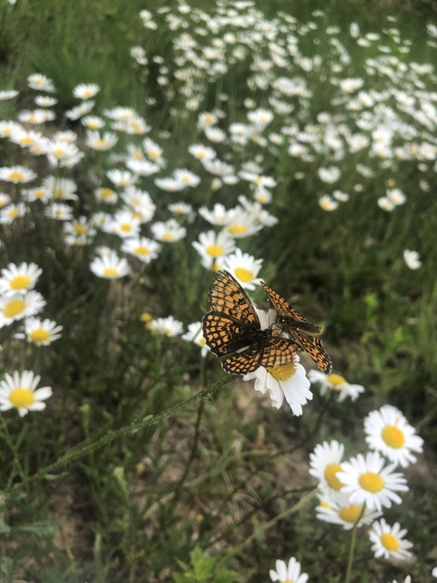 leasophie OnlyFans - Free Access to 32 Videos & 49 Photos Onlyfans Free Access