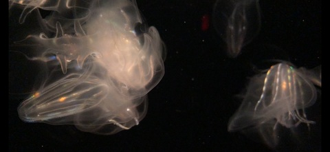 lildev123 OnlyFans - Free Access to 32 Videos & 49 Photos Onlyfans Free Access