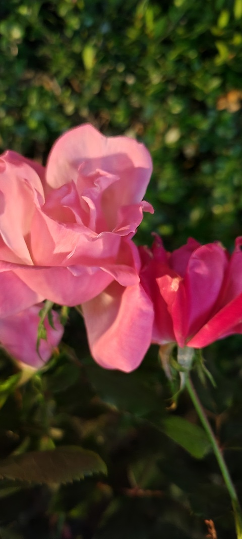 lisa412 OnlyFans - Free Access to 32 Videos & 49 Photos Onlyfans Free Access