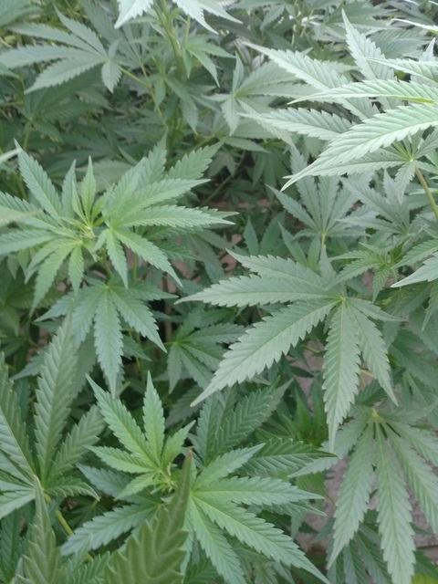 littlemissalwaysstoned OnlyFans - Free Access to 32 Videos & 86 Photos Onlyfans Free Access