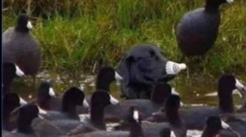 lolwhatamidoing OnlyFans - Free Access to 32 Videos & 49 Photos Onlyfans Free Access