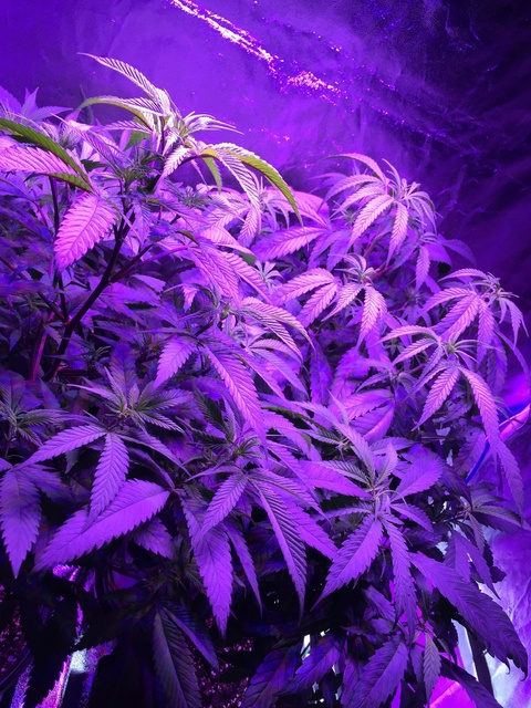 lostcauz OnlyFans - Free Access to 32 Videos & 49 Photos Onlyfans Free Access