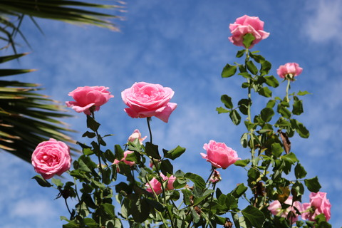 lovelylizzy619 OnlyFans - Free Access to 41 Videos & 66 Photos Onlyfans Free Access